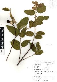 Guazuma ulmifolia image