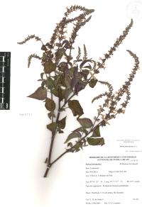 Salvia polystachia image