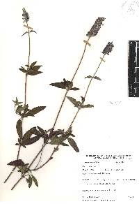 Salvia lavanduloides image