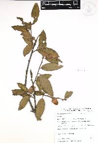 Quercus acherdophylla image