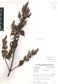 Salvia polystachia image