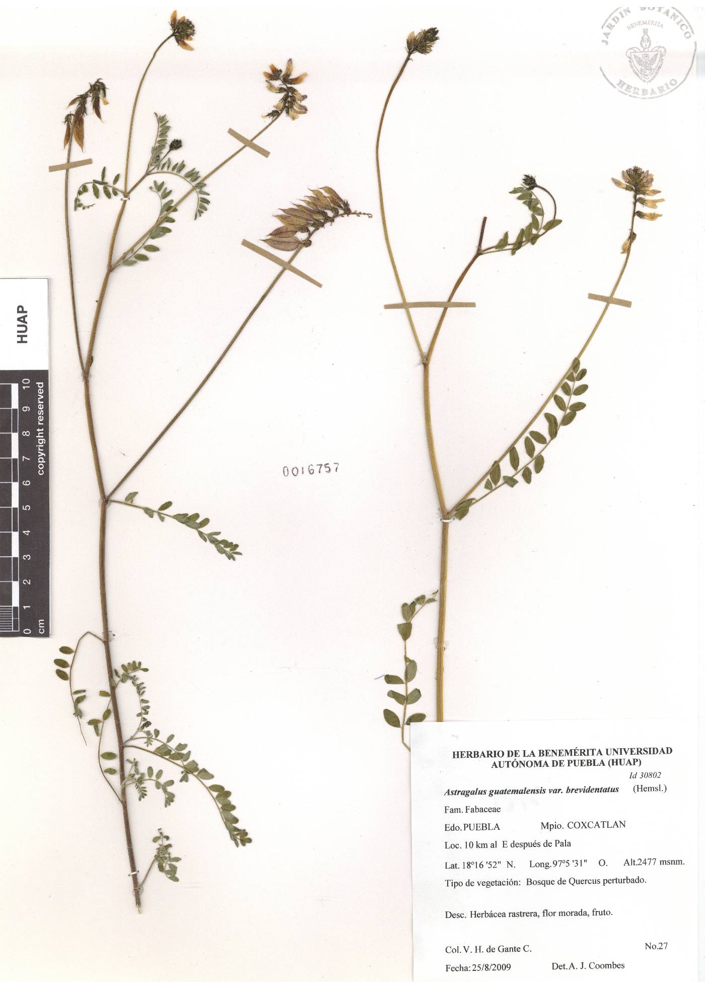 Astragalus guatemalensis var. brevidentatus image