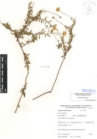 Erigeron karvinskianus image