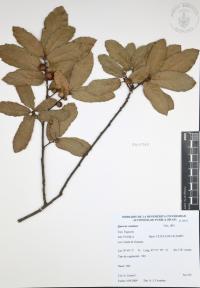 Quercus castanea image