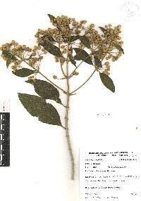 Lippia myriocephala image