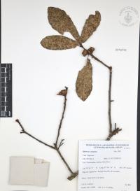 Quercus castanea image