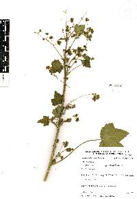 Kearnemalvastrum lacteum image