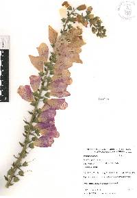 Digitalis purpurea image