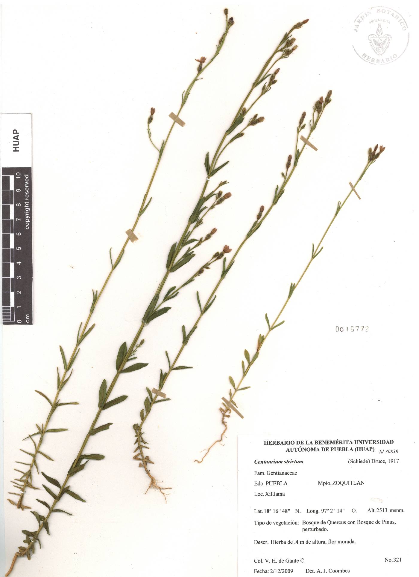 Zeltnera stricta image