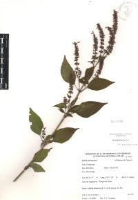 Salvia polystachia image