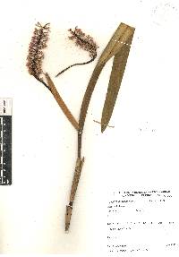 Arpophyllum giganteum image