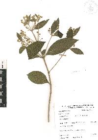 Lippia myriocephala image