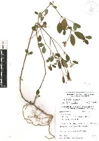 Euphorbia graminea image