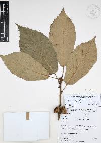 Quercus candicans image