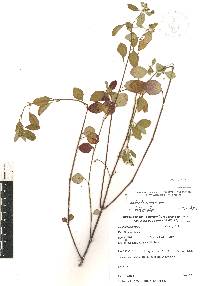 Euphorbia graminea image