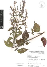 Salvia polystachia image