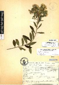 Image of Ageratina brevipes
