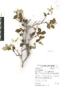 Croton sonorae image