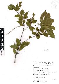 Guazuma ulmifolia image