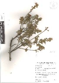 Krameria cytisoides image