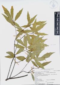 Quercus affinis image