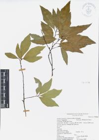 Quercus affinis image