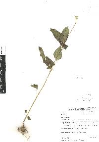 Salvia leptostachys image