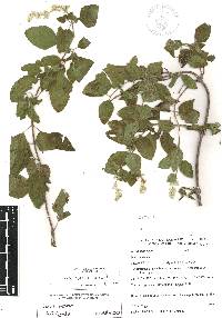 Salvia breviflora image