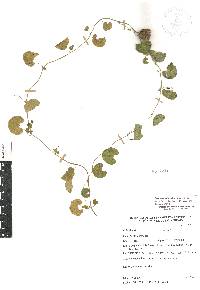 Aristolochia orbicularis image