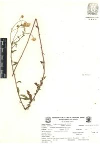 Erigeron karvinskianus image