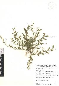 Evolvulus alsinoides image