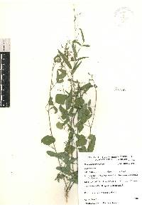 Desmodium procumbens image