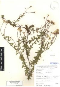 Erigeron karvinskianus image