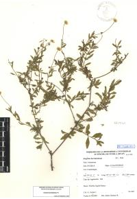 Erigeron karvinskianus image