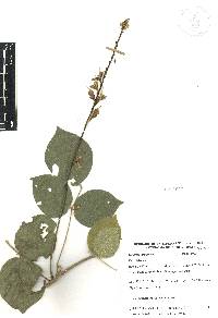 Galactia viridiflora image