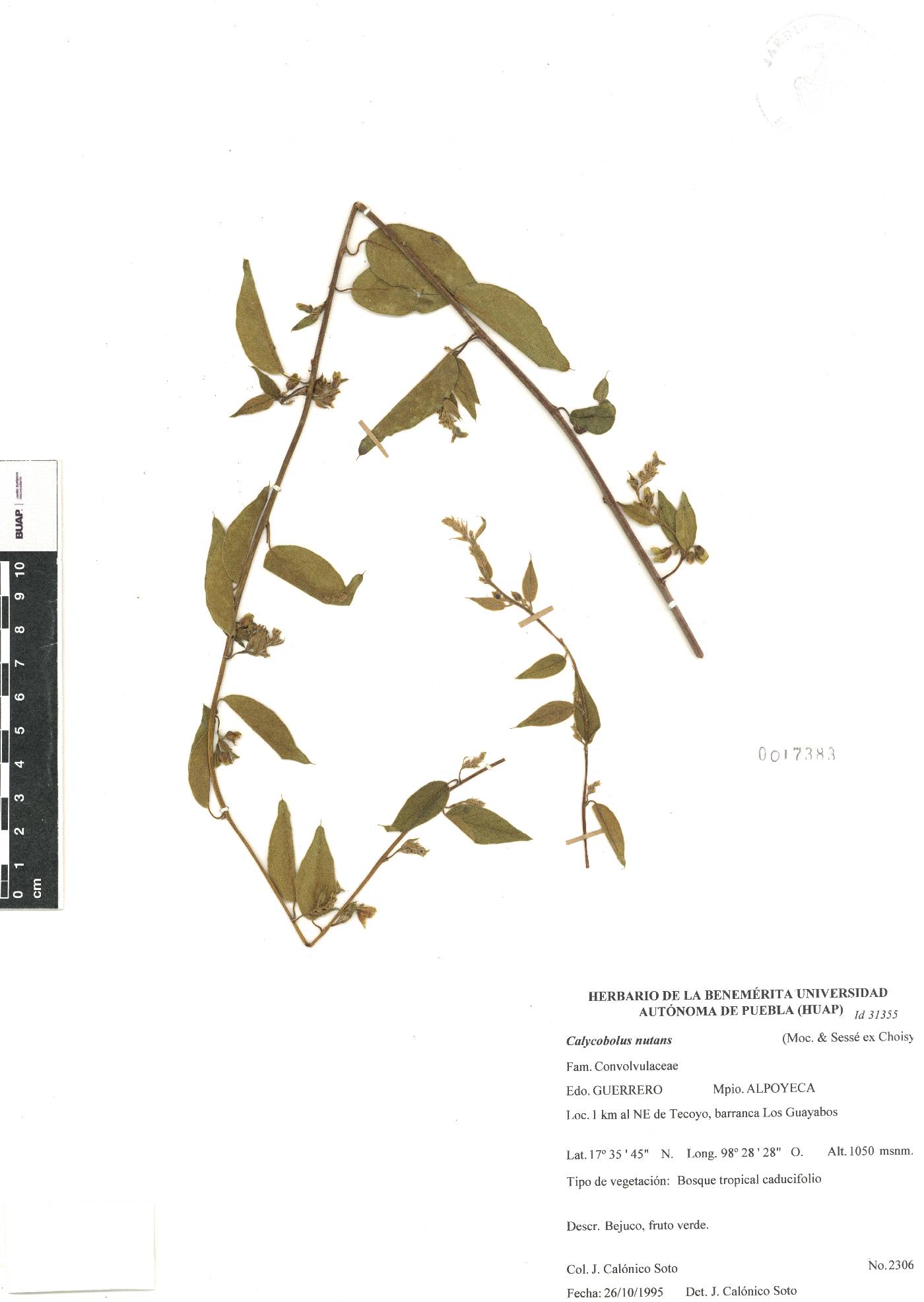 Calycobolus nutans image