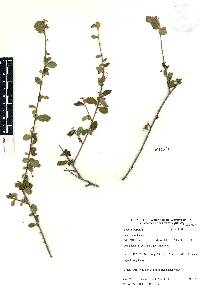 Ayenia fruticosa image