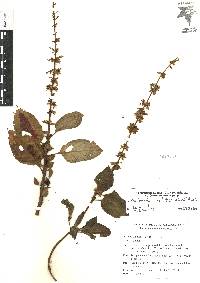 Solenostemon scutellarioides image