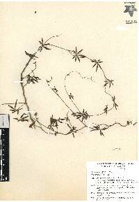 Ipomoea ternifolia image