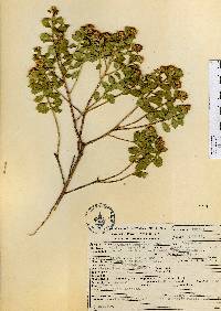 Baccharis conferta image