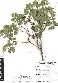 Ageratina espinosarum image
