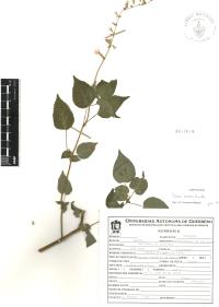 Salvia carnea image