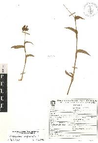 Tripogandra amplexicaulis image