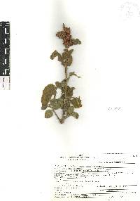 Waltheria indica image