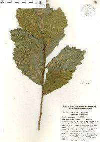 Quercus laceyi image