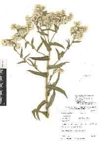 Pseudognaphalium chartaceum image