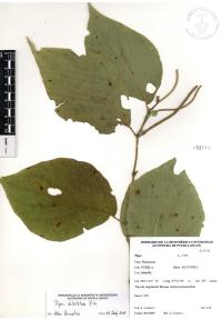 Piper dilatatum image