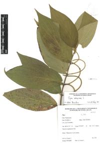 Piper aduncum image