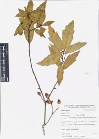 Quercus affinis image