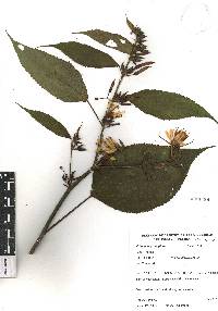 Triumfetta grandiflora image